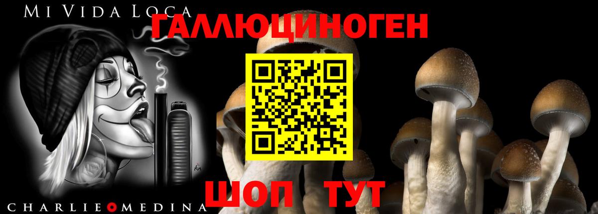 Галлюциногенные грибы Psilocybe Курчатов